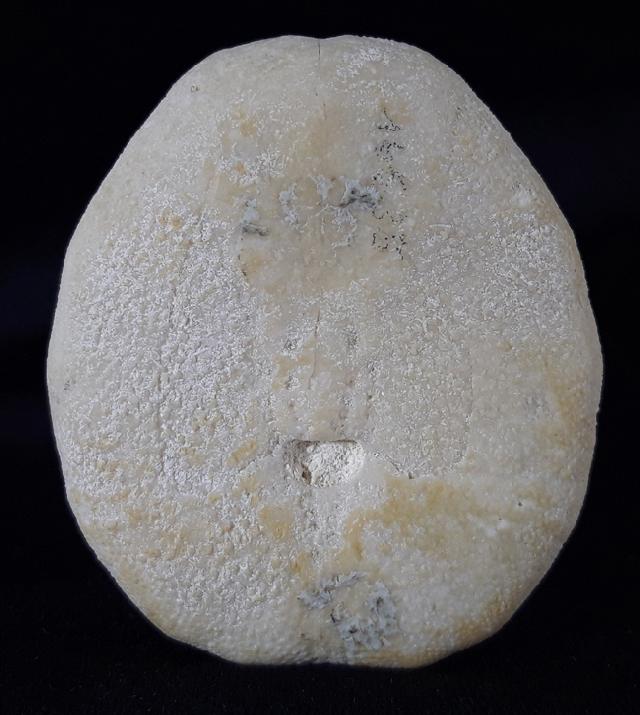 Eupatagus (Oymnopatagus) antillarum (COTTEAU 1875) - Bild &copy; FossNet FossilienStore